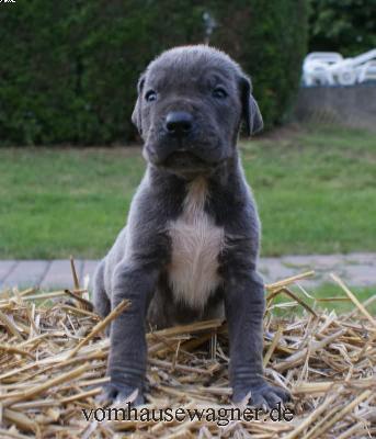 Factum Vom Hause Wagner