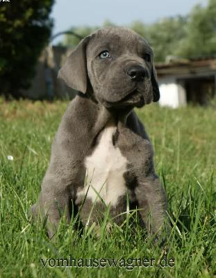 Factum Vom Hause Wagner