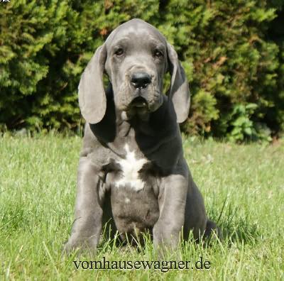 Frenulum Vom Hause Wagner