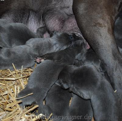 Folium Ben Ali Vom Hause Wagner