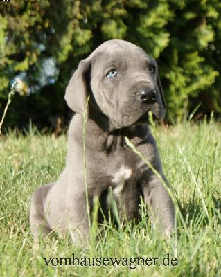 Folium Ben Ali Vom Hause Wagner