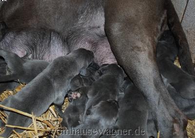 Flavus Vom Hause Wagner