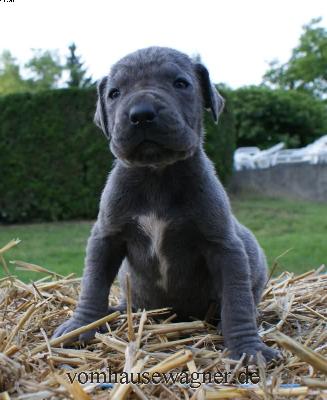 Flavus Vom Hause Wagner