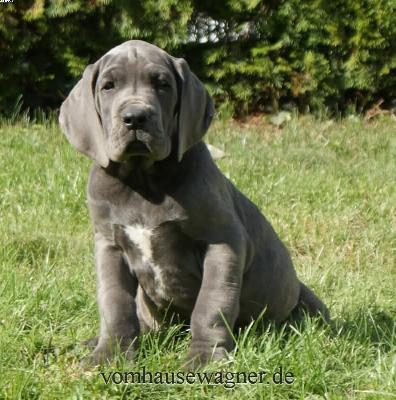 Flavus Vom Hause Wagner