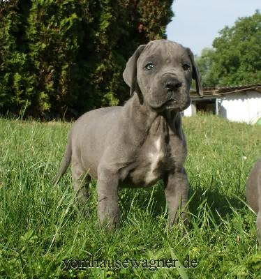 Falx Vom Hause Wagner