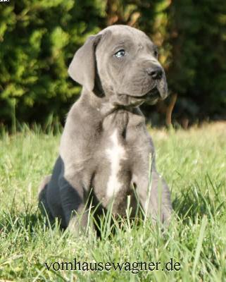 Falx Vom Hause Wagner