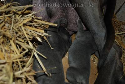 Fistula Vom Hause Wagner