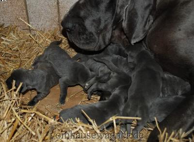 Filia Vom Hause Wagner