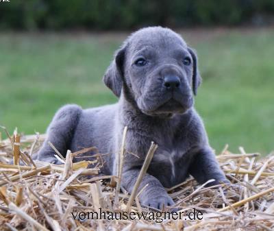 Filia Vom Hause Wagner