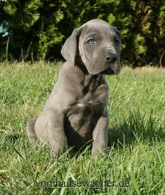 Filia Vom Hause Wagner