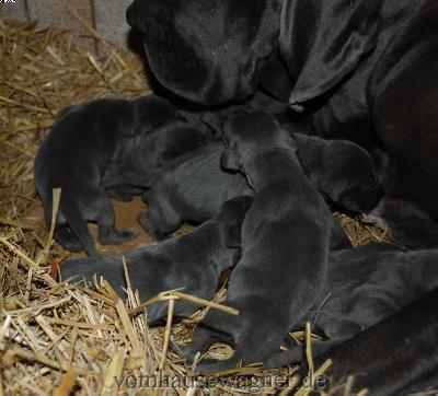 Femina Vom Hause Wagner