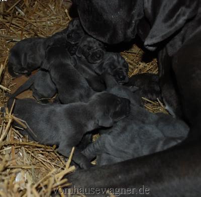 Fas Vom Hause Wagner