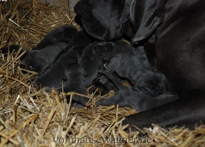 Famula Vom Hause Wagner