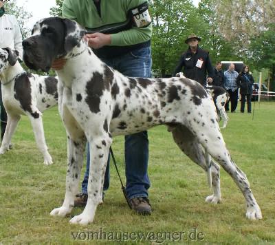 Ch Baltasar Vom Harbker Schlo
