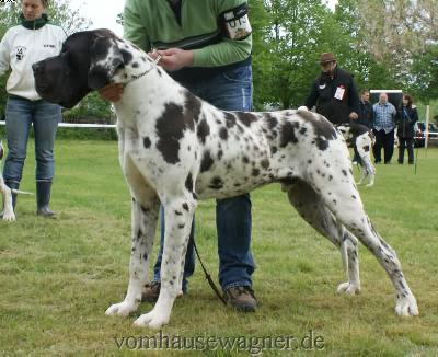 Ch Baltasar Vom Harbker Schlo�