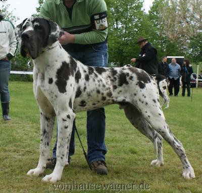 Ch Baltasar Vom Harbker Schlo�