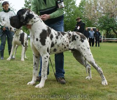 Ch Baltasar Vom Harbker Schlo