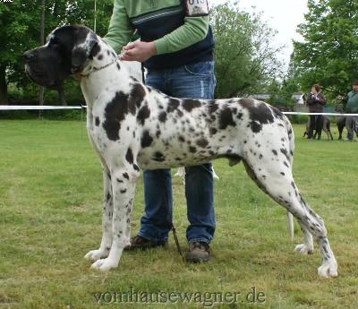 Ch Baltasar Vom Harbker Schlo�