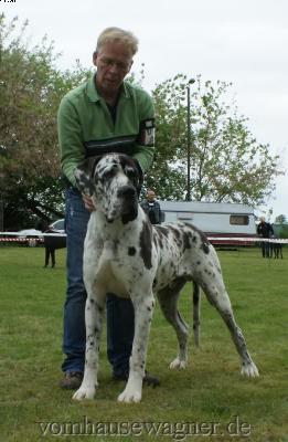 Ch Baltasar Vom Harbker Schlo�