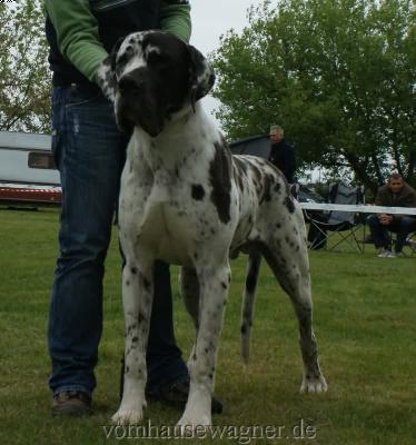 Ch Baltasar Vom Harbker Schlo