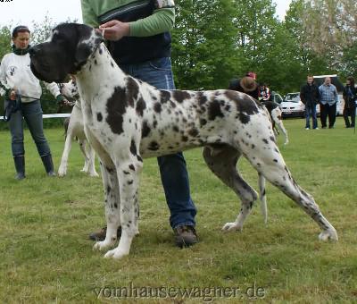 Ch Baltasar Vom Harbker Schlo