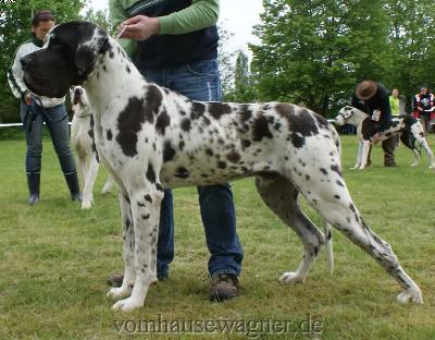 Ch Baltasar Vom Harbker Schlo