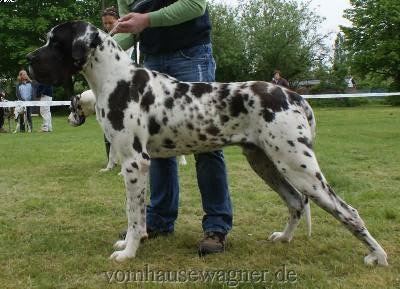 Ch Baltasar Vom Harbker Schlo�