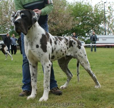 Ch Baltasar Vom Harbker Schlo