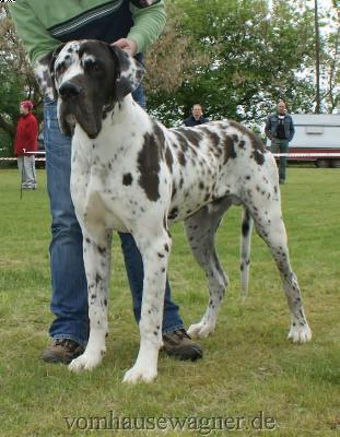 Ch Baltasar Vom Harbker Schlo