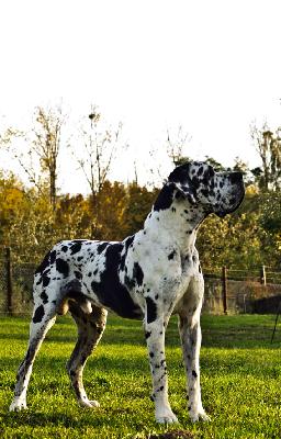 Ch Baltasar Vom Harbker Schlo