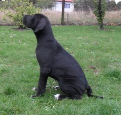 Black Jack Vom Harbker Schlo�