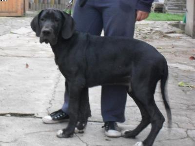 Black Jack Vom Harbker Schlo