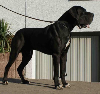 Berry Vom Harbker Schlo�