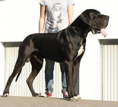 Berry Vom Harbker Schlo