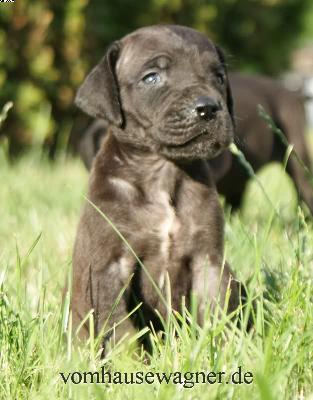 Gallia Vom Hause Wagner