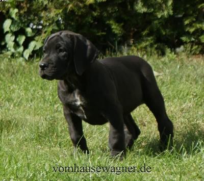 Gallia Vom Hause Wagner