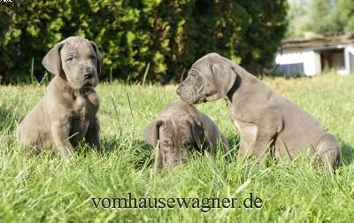 Gladiator Vom Hause Wagner