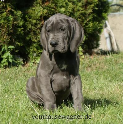 Gladiator Vom Hause Wagner