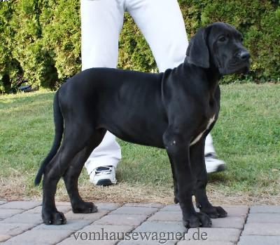 Ch Gelida Vom Hause Wagner