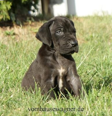 Ch Gelida Vom Hause Wagner