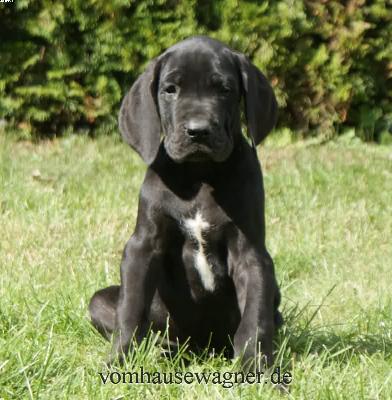 Ch Gelida Vom Hause Wagner