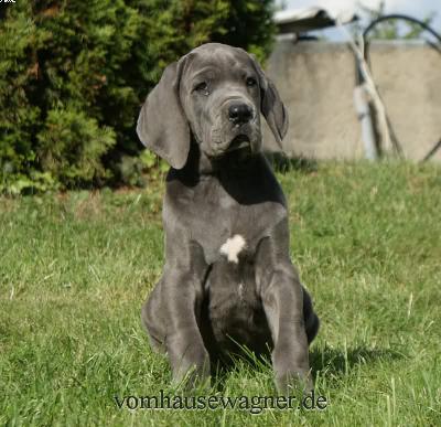 Germania Vom Hause Wagner