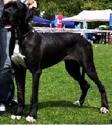 Cherie Of Austria Great Stars