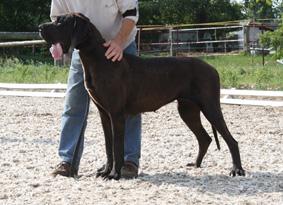 Divana De La Grisonni�re