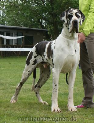 Don Angelo De La Grisonniere