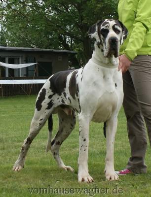 Don Angelo De La Grisonniere