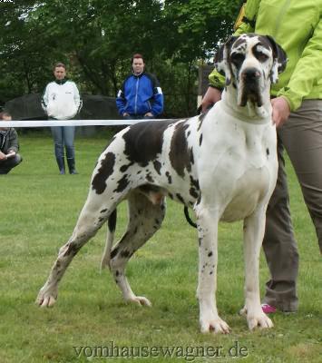 Don Angelo De La Grisonniere