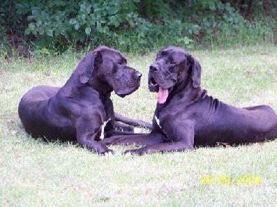 Wizzard Vom Mephisto