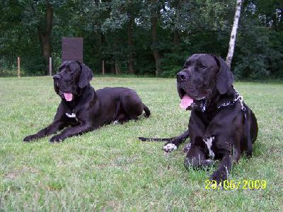 Wizzard Vom Mephisto