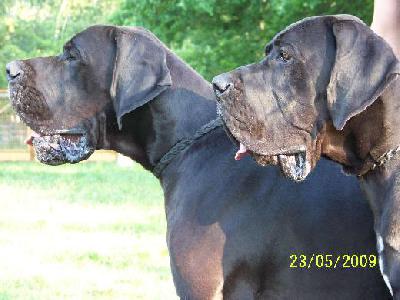 Wizzard Vom Mephisto